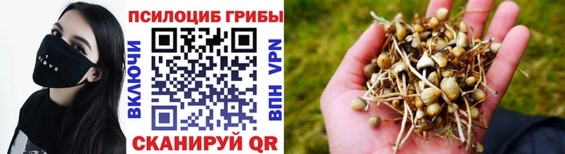 Купить  Барыш  Псилоцибиновые грибы Psilocybine cubensis 